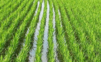 水稻的起源，大米的起源，水稻最早起源于中国吗？