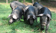 猪的驯化历史，世界上第一头猪什么时候出现的？在哪出现的？世界上第一头驯化猪是在中国吗？